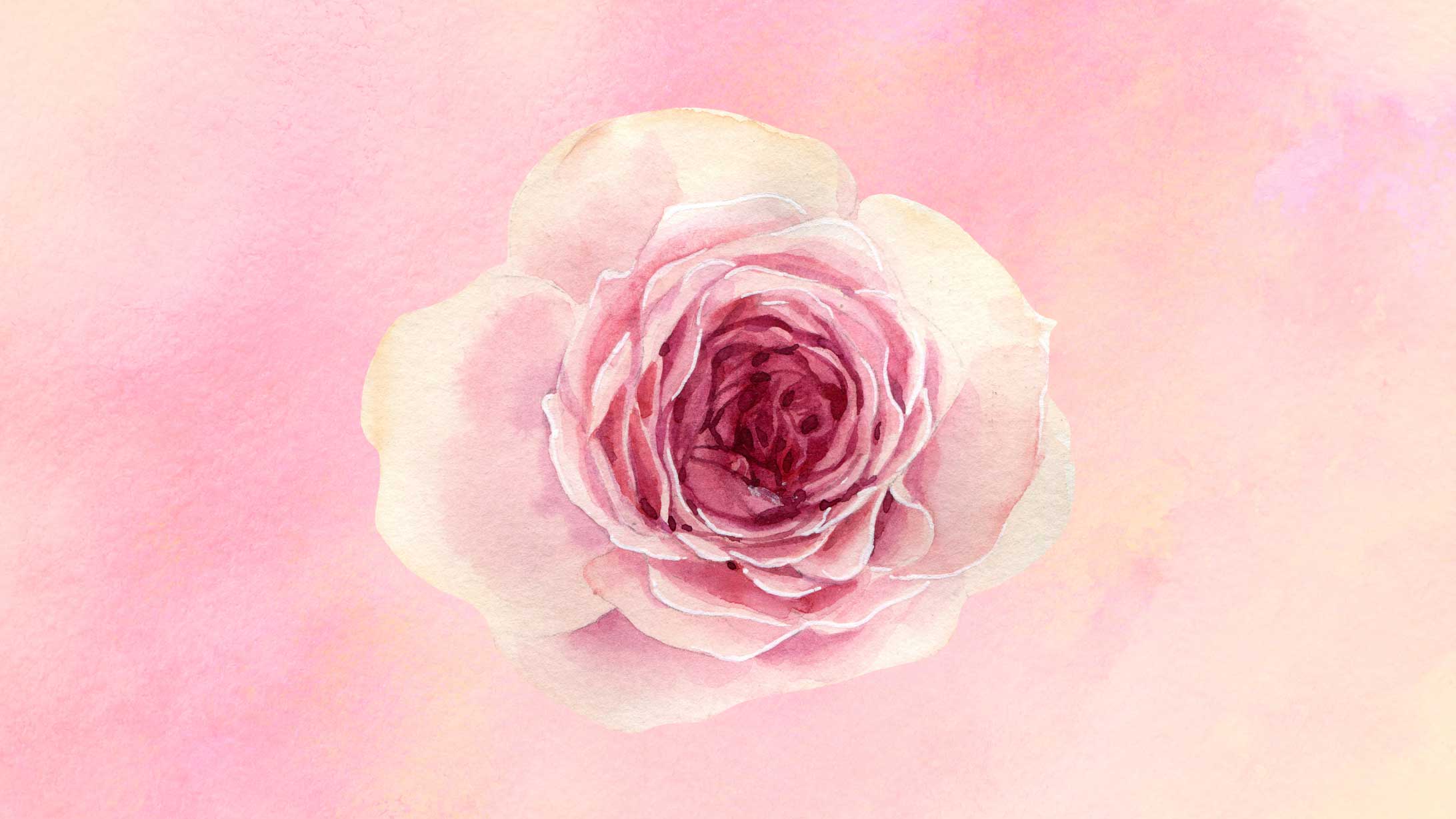Das Bild zeigt eine gemalte, rosafarbene Rose. Beim Hypnobirthing soll man sich den Geburtsvorgang als eine sich öffnende Blume vorstellen.