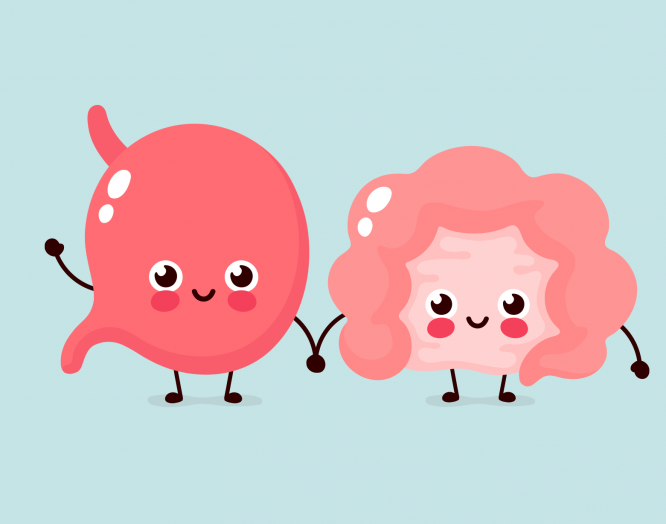 Illustration von Magen und Darm, den Organen für die Verdauung