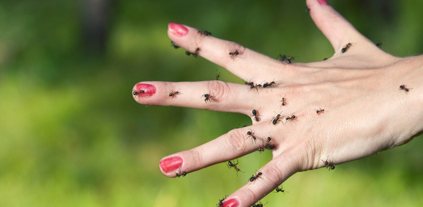Ein Foto einer Hand mit gespreizten Fingern, über die Hand verteilt krabbeln Ameisen.