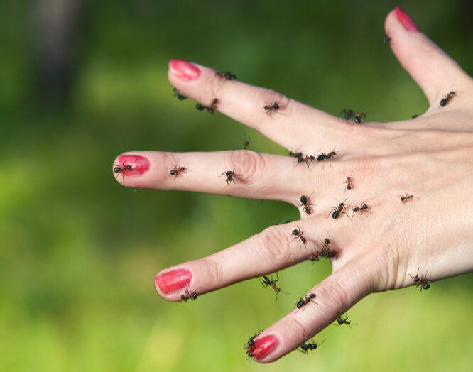 Ein Foto einer Hand mit gespreizten Fingern, über die Hand verteilt krabbeln Ameisen.