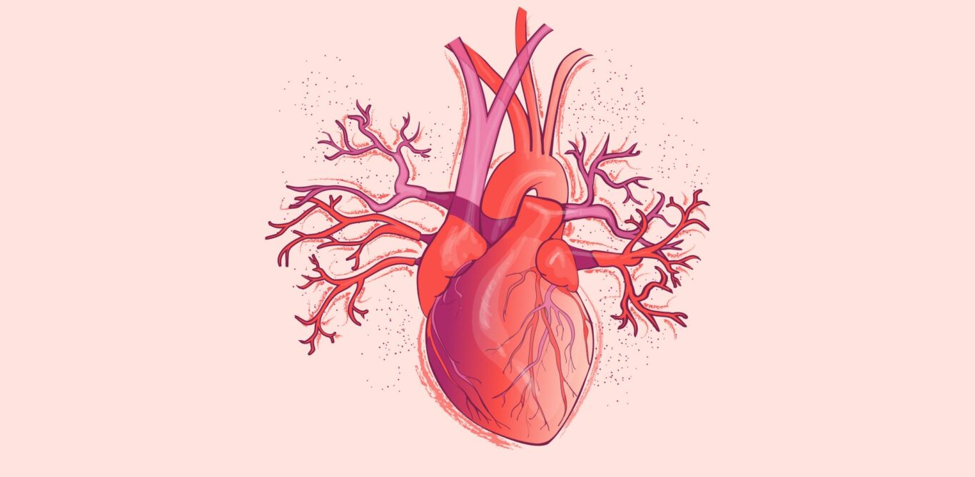 Herzinfarkt bei Frauen: Illustration eines Herzens