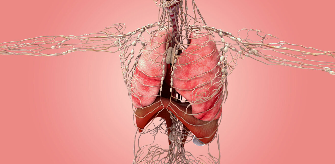 Lymphsystem: Illustration der Lymphknoten im Oberkörper