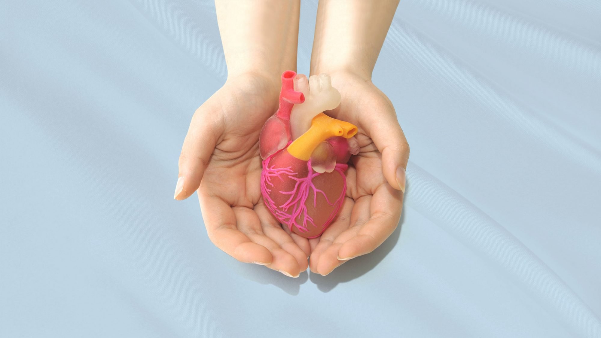 Kunststoffmodell des menschlichen Herzens.