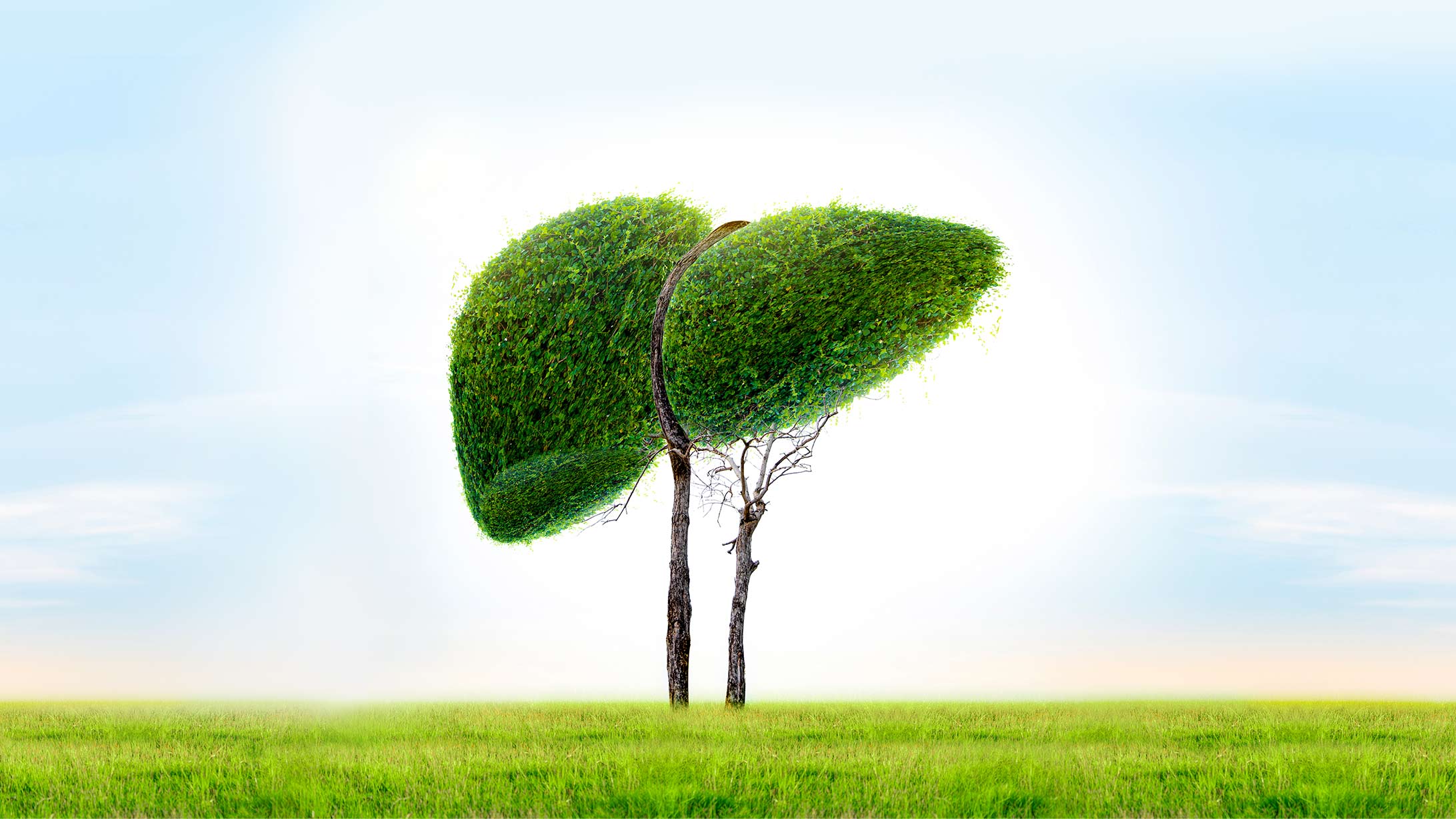 Lebermetastasen: Ein Baum als nachwachsende Leber