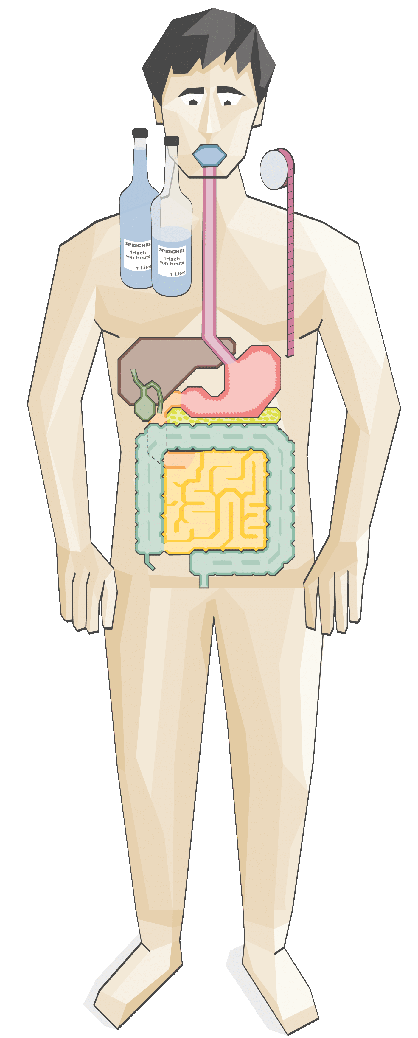 Illustration des menschlichen Verdauungssystems